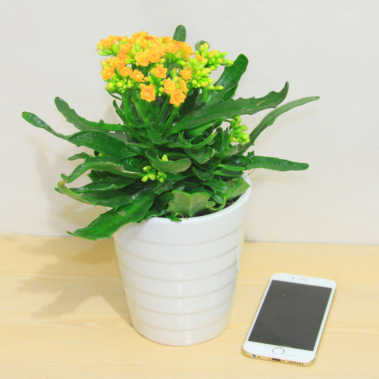 长寿花(种盆)