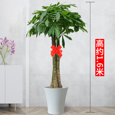 白色螺纹盆