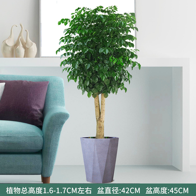 水泥多边1.6-1.7米左右右