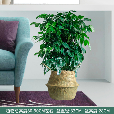 草边框0.8-1米左右
