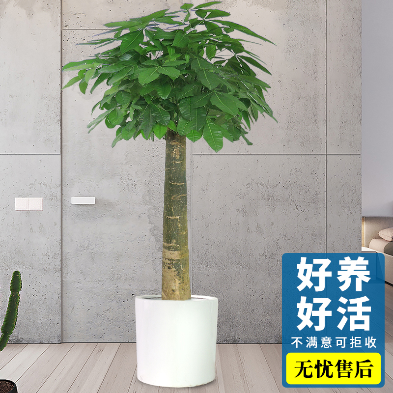 白色圆柱盆1.6米左右