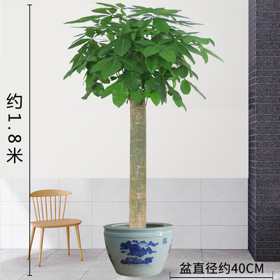 青花缸1.8米左右