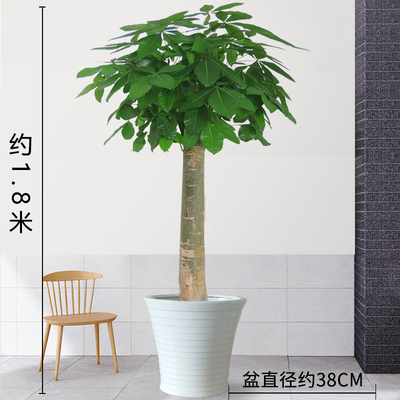 白色瓷盆1.8米左右