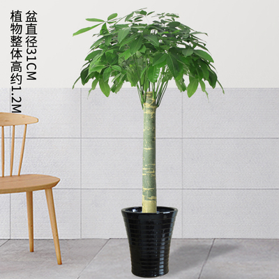 黑色瓷盆1.2米左右