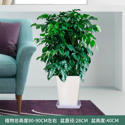 白方瓷盆0.8-1米左右