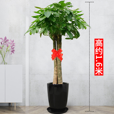 黑色螺纹盆