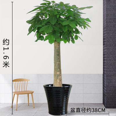 黑色瓷盆1.6米左右