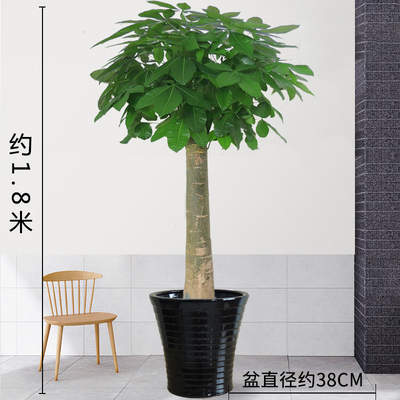 黑色瓷盆1.8米左右