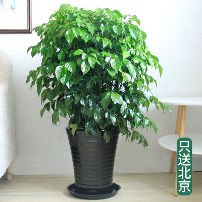 黑色螺纹盆1.4-1.5米左右