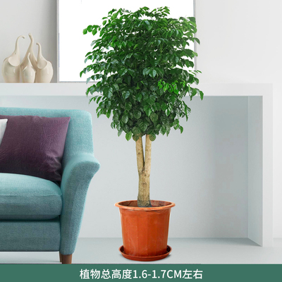 塑料盆1.6-1.7米左右