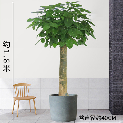 水泥圆柱盆1.8米左右