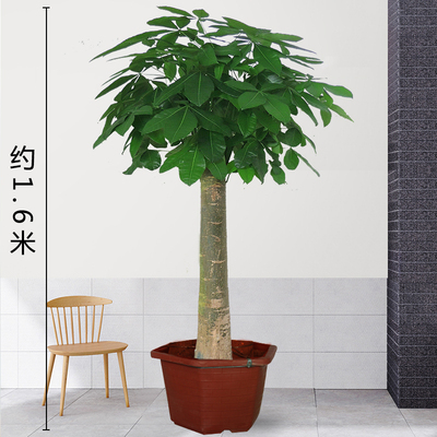 塑料瓶1.6米左右