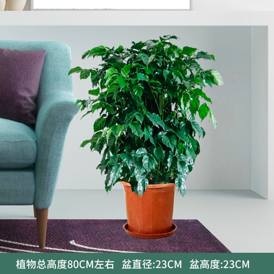 塑料盆0.8-1米左右