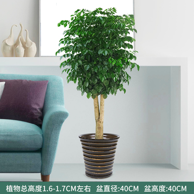 黑色螺纹1.6-1.7米左右