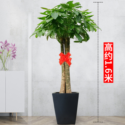 黑方瓷盆