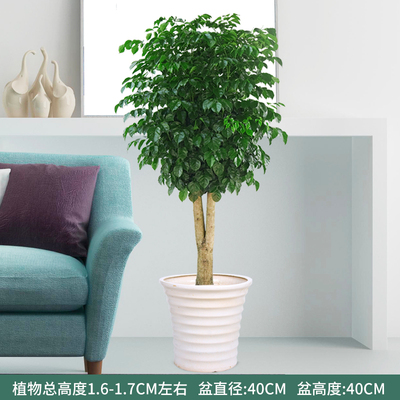 白色螺纹1.6-1.7米左右