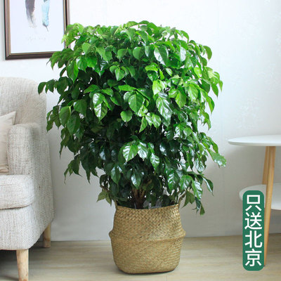 草边框1.4-1.5米左右