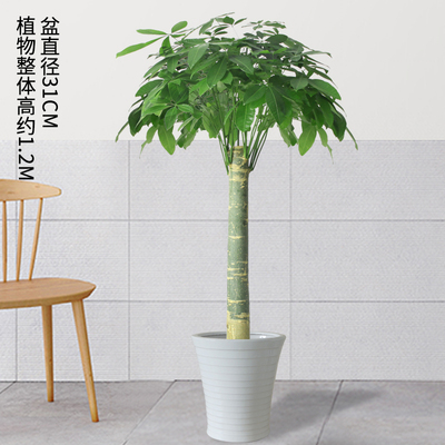 白色瓷盆1.2米左右