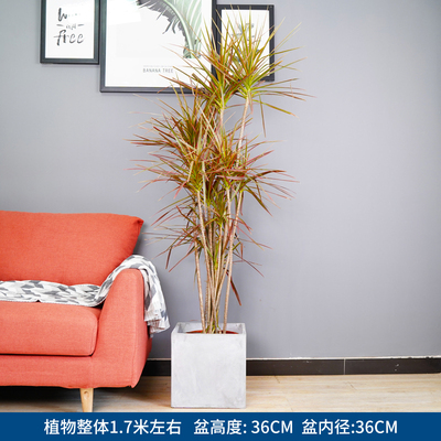 水泥正方盆1.7米左右