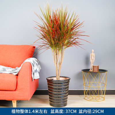 黑螺纹盆1.4米左右