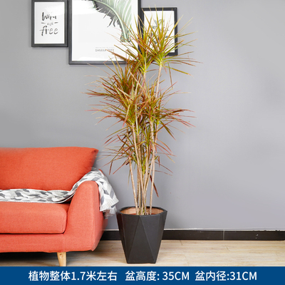 黑色螺纹盆1.7米左右