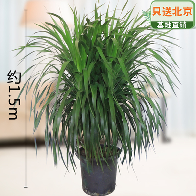 塑料盆