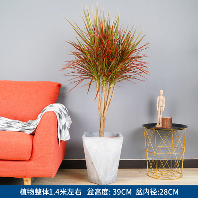 水泥菱形盆1.4米左右