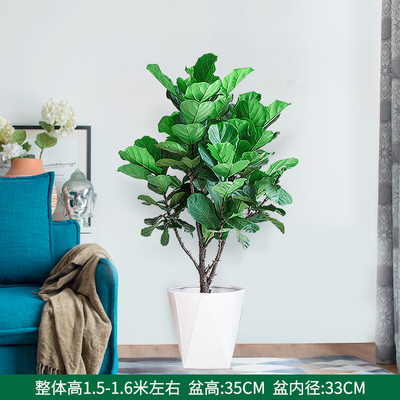 白多边盆1.5-1.6米左右