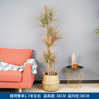 草编框1.7米左右