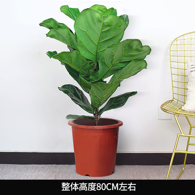 塑料盆