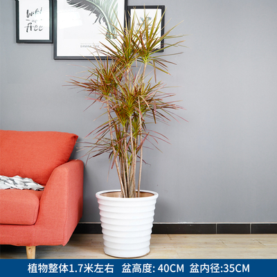 白色螺纹盆1.7米左右