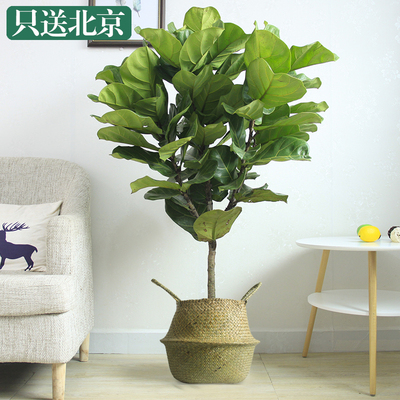 草边框