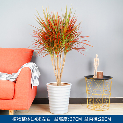 白螺纹盆1.4米左右