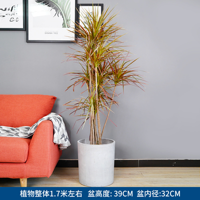 水泥圆柱盆1.7米左右