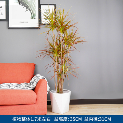 白色菱形盆1.7米左右