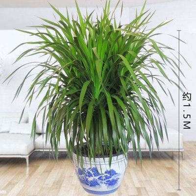 青花缸