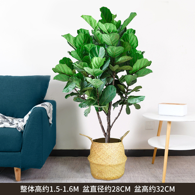 草边框1.5-1.6米左右