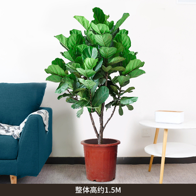 塑料盆1.5-1.6米左右