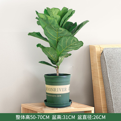 加仑塑料盆