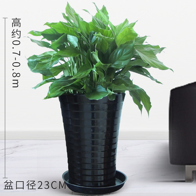 黑螺纹瓷盆0.7米左右