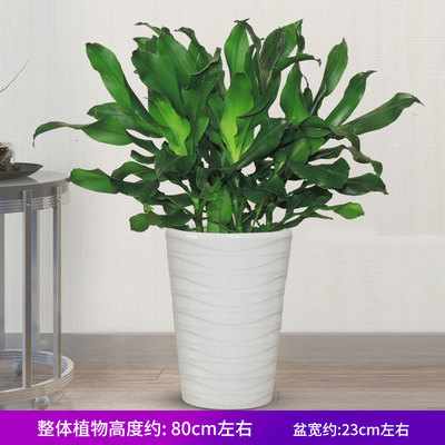 白色瓷盆
