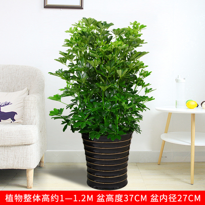 黑色瓷盆1.1米左右