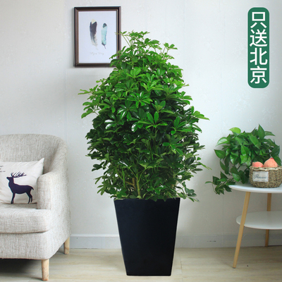 黑方瓷盆1.4米左右