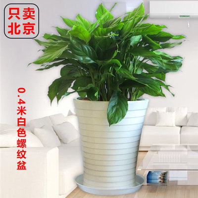 白色螺纹盆0.4米左右