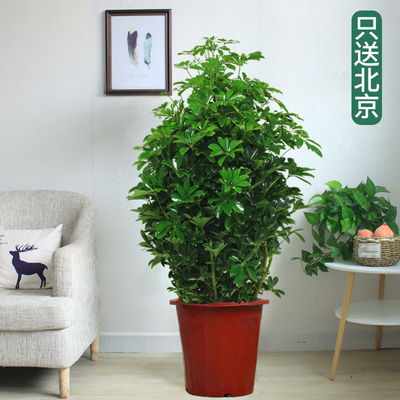 塑料盆1.4米左右