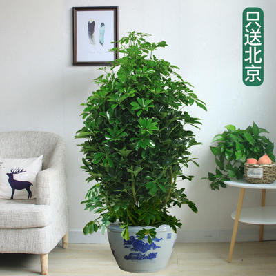 青花缸1.4米左右