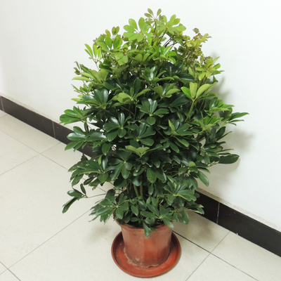 塑料盆1.1米左右