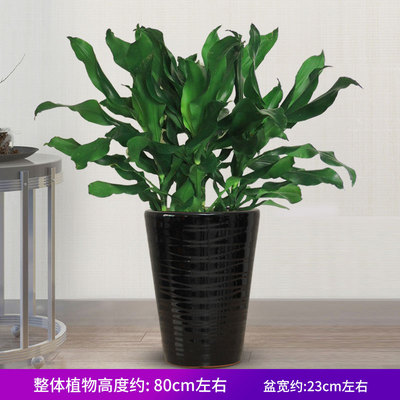 黑色瓷盆