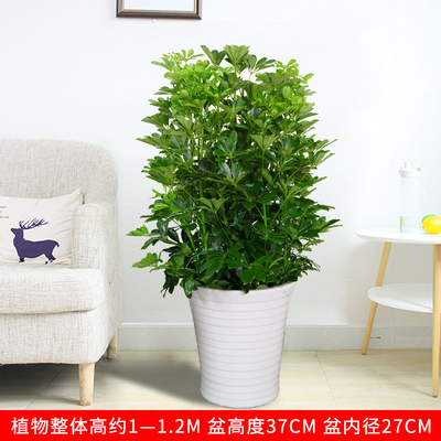 白色瓷盆1.1米左右