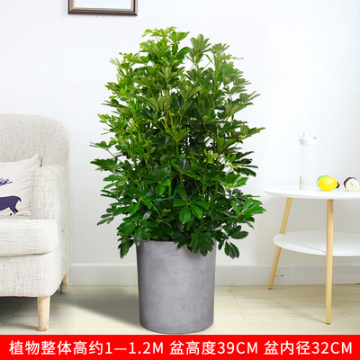 水泥圆柱盆1.1米左右